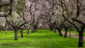 Quinta de los Molinos: horarios, cómo llegar y cuándo ver los almendros en flor